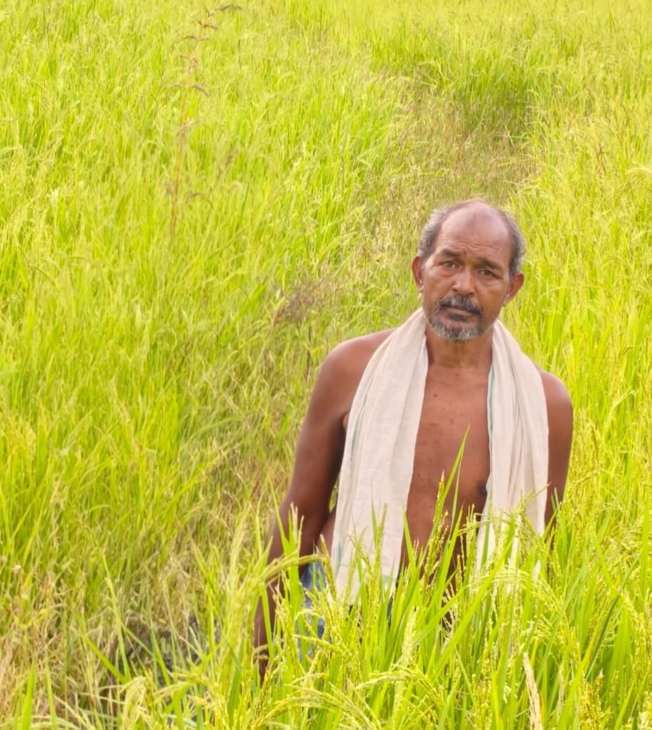 कृषक उन्नति योजना से शंकर प्रसाद की खेती को मिलेगा आर्थिक संबल, तीन एकड़ में सुगंधित धान की खेती पर मिलेंगे 45 हजार रुपये.