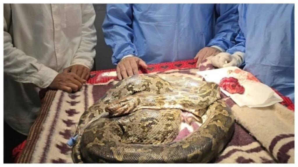 CG News : छत्तीसगढ़ में हैरान करने वाला मामला, अजगर के मुंह में निकली कैंसर जैसी गांठ’ डॉक्टरों ने की जटिल सर्जरी